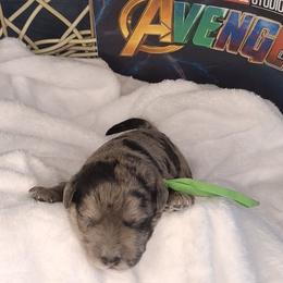 Bruce - Merle male Schnoodle puppy in Novinger, Missouri from Stormi Sky Schnoodles