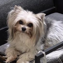 Bella Oksana - Blue tan and white female Biewer Terrier puppy in Leander, Texas from Central Texas Biewer Terriers