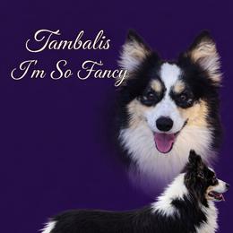 Gemmy - Pembroke Welsh Corgi