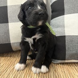 Pumpkin - Black and white female Bernedoodle puppy in Beachwood, Ohio from Paws of the Vineyard