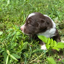 July - Red tri-color male Australian Shepherd puppy in Fort Myers, Florida from U Cross Australian Shepherds