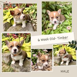 Timber - Sable male Pembroke Welsh Corgi puppy in Maryville, Tennessee from R & T Farms