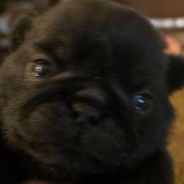 Boy1 - Black male Pug puppy in Cheyenne, Wyoming from Viking Kennel