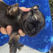 Sweetums - Brindle female Cavatzu puppy in Saint Paul, Minnesota from Amy’s Puppy Tzu