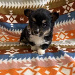Frosty - Black and tan male Pembroke Welsh Corgi puppy in Bloomfield, Iowa from Beebe’s Corgis