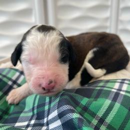 Guinness - Brown and white male Sheepadoodle puppy in Rocky Point, North Carolina from CelticDoods