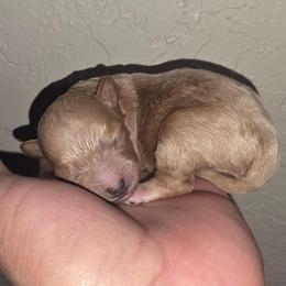 Brownie(Girl 2) - Brown female Poodle puppy in Lawton, Oklahoma from My Precious Toy Poodles