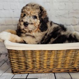 Percy - Merle male Saint Berdoodle puppy in Battle Ground, Washington from Mad Hatter Farms Saint Berdoodles