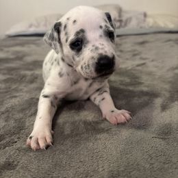 Lumpy - White and black male Dalmatian puppy in Fort Cavasos, Texas from Mainstreet Dalmation