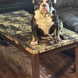 Harley Lynn - Bulldog