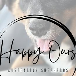 Australian Shepherds from Happy Ours Australian Shepherds