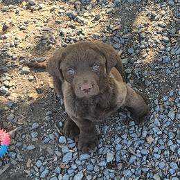 Green - Brown male Chesapeake Bay Retriever puppy in Merlin, Oregon from Creekside Chesapeakes