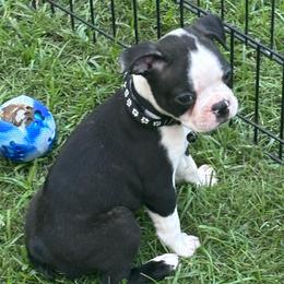 J. Male (black) - Black and white male Boston Terrier puppy in Mc Donough, Georgia from Ballard Boston Terriers