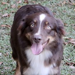 Amie - Miniature Australian Shepherd