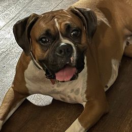 Boxers from Santa’s Boxers