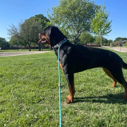 Rottweiler Puppies from HAUS OF RZA