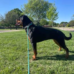 Rottweiler Puppies from HAUS OF RZA
