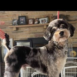 Merlin - Aussiedoodle