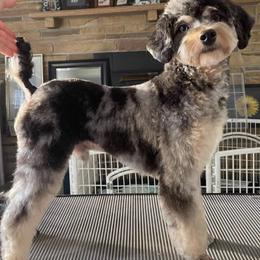 Merlin - Aussiedoodle