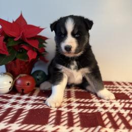 Ribbon - Black and white male Siberian Husky puppy in West Branch, Michigan from First Frost Kennels