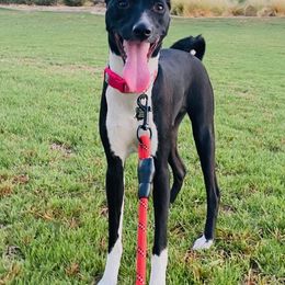 Basenji All Grown Up from Coachella Valley Basenjis