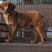 Gunner - Red Nova Scotia Duck Tolling Retriever puppy in Tom's Brook, Virginia from rising sun duck tollers