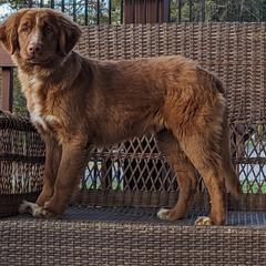 Gunner - Red Nova Scotia Duck Tolling Retriever puppy in Tom's Brook, Virginia from rising sun duck tollers