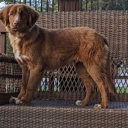 Gunner - Red Nova Scotia Duck Tolling Retriever puppy in Tom's Brook, Virginia from rising sun duck tollers