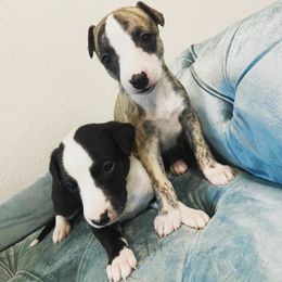 Whippet Puppies from Infinity Whippets