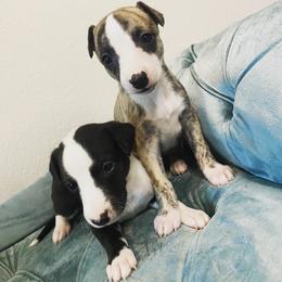 Whippet Puppies from Infinity Whippets