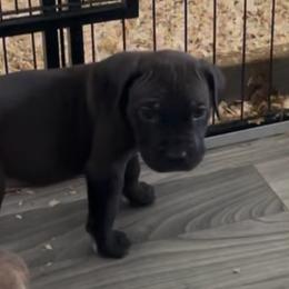 Atlas - Black male Cane Corso puppy in San Isidro, Texas from MTZCC Ranch, LLC