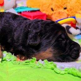 Blue Collar - Male - Black and red male German Shepherd puppy in Charlotte, North Carolina from Zuflucht K9s