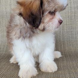 Sofia - Brown and white female Shichon puppy in Limestone, Tennessee from Pilot Hill Teddy Bear Puppies