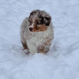 Australian Shepherd Puppies from SS Australian Shepherds
