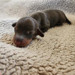 Chance- CKC Registration - Chocolate and tan male Dachshund puppy in East Bend, North Carolina from Yadkin Valley Dachshunds