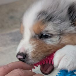 Australian Shepherds from Southern Heritage Aussies