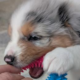 Australian Shepherds from Southern Heritage Aussies