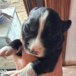 Autumn - Black and white female Border Collie puppy in Lakeview, Michigan from Haven Creek Farm