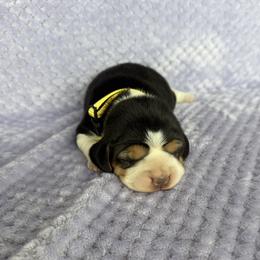 AKC yellow female - Black tan and white female Beagle puppy in Shelley, Idaho from Idaho Beagles
