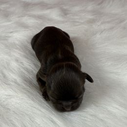 Mercedes - Liver female Shih Tzu puppy in Columbia, Kentucky from Lisa Bandy Shih Tzu