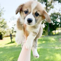 Orange - Jane Seymour (standard) - Red female Pembroke Welsh Corgi puppy in Milan, Georgia from Williams’ Welsh Corgis LLC