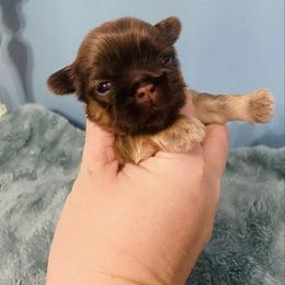 Princess - Liver female Shih Tzu puppy in Hawthorne, Florida from Simply Southern Shihtzus
