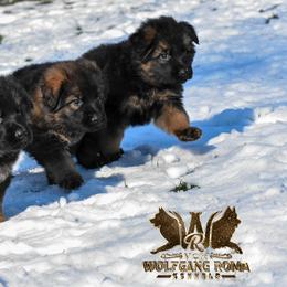 German Shepherd Puppies from Vom Wolfgang Roma Kennels