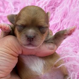 Pudding - Chocolate sabled fawn female Chihuahua puppy in Franklin, North Carolina from A&J Cutie Pawtooties