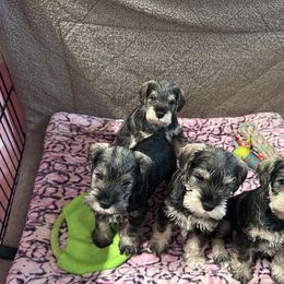 Miniature Schnauzer Puppies from Mystique Miniature Schnauzers
