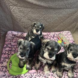 Miniature Schnauzer Puppies from Mystique Miniature Schnauzers