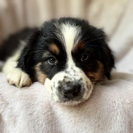 Apple Cider - Black tri-color female Australian Shepherd puppy in Wayne, West Virginia from Creek Side Aussies & Doodles