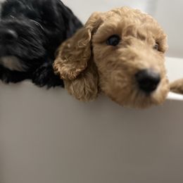 Indi - Apricot Goldendoodle puppy in Franklin, North Carolina from Carolina Doodles