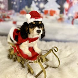 Dopey - Piebald male Dachshund puppy in Westport, Kentucky from Lonestar Creek Farm
