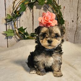 Lola - Black & tan tri-color female Morkie puppy in Monticello, Iowa from Ashley’s Puppies